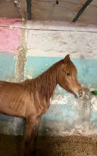 اسب عرب دوسر