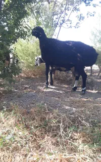 قوچ چینی.میش بره