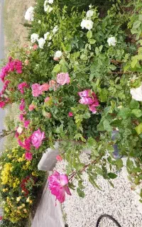 استخدام کارگر فضای سبز