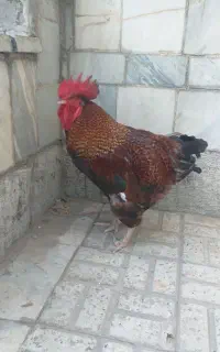 خروس محلی