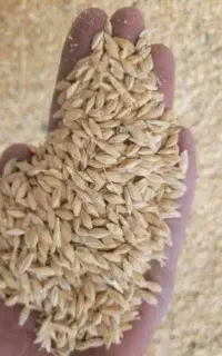 جو بومی تمیز