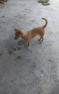 واگذاری سگ پاکوتاه معاوضه
