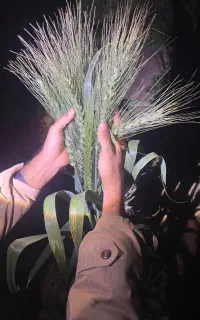 بذر گندم امسال اروپایی
