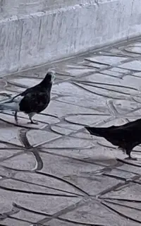 کبوتر جوجه