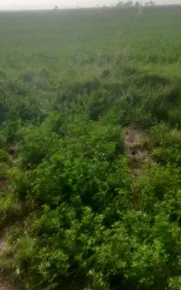 یونجه درجه ۱ خشک
