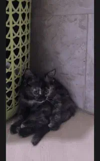 واگذاری گربه
