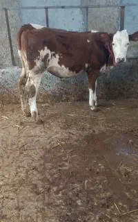 گوساله سیمینتال ماده