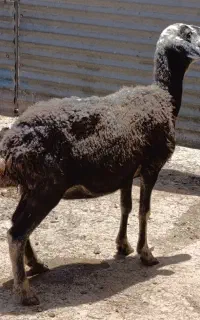 گوسفند.شیشک دودندان و میش جوان ۳ راس