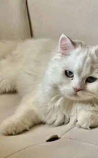 فروش گربه