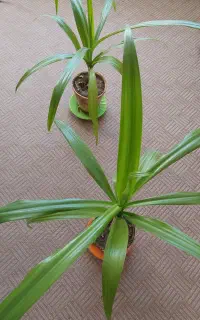 گل عنکبوتی