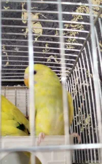 فروش یک مرغ عشق زیبا و سرحال