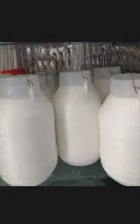 ماست گوسفندی تفرش