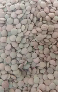 عدس پاک شده امسال