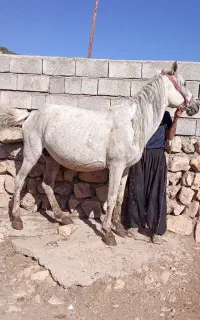 مادیان