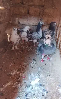 کبوتر پرشی
