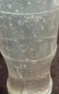 استوک دافنی ماگنا