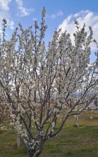 باغبان
