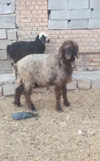 میش با بره روزگاری