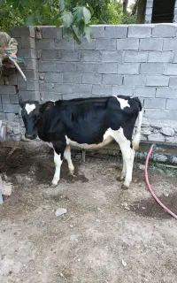 گوساله ماده 9ماهه سالم سرحال جنس هلشتاین