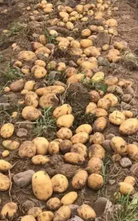 سرکارگر امور کشاورزی
