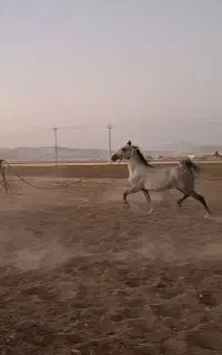 اسب