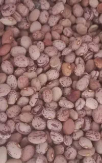 لوبیا چیتی و گندم نان