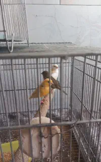 قناری نرو ماده