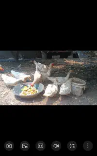 فروش اردک خارجی بالغ نر و ماده