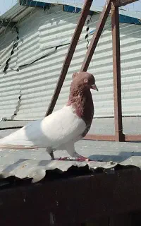 کفتر جوجه سر سرخ و سر الماسی نر