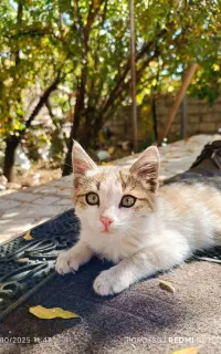 گربه خانگی