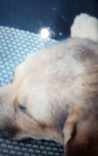 نژادژرمن شپرد