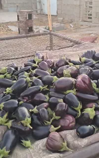 فروش بادمجان محلی