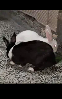خرگوش