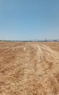 کاه جو داخل شهر کوهدشت