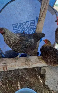 مرغ تخم گذار ۴عدد