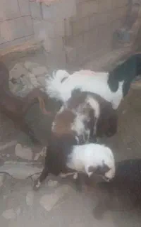 بره قوچی