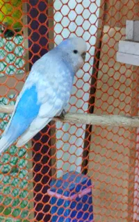یک جفت مرغ عشق اینگلیسی اصلی ترین نژاد ۷ تخم