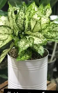 تغذیه گیاه