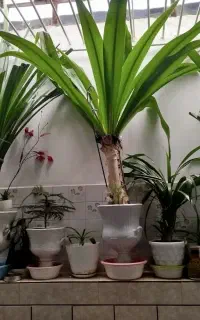 گل بزرگ