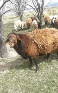قوچ همو با تاییدیه ژنتیک