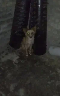 سگ پا کوتا نگهبان واقعی