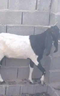 فروش دورگه