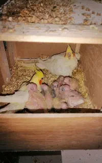 عروس هلندی باجوجه