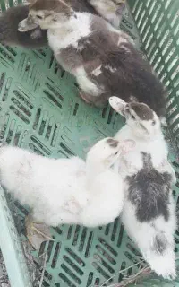 جوجه اردک اسراییلی و محلی