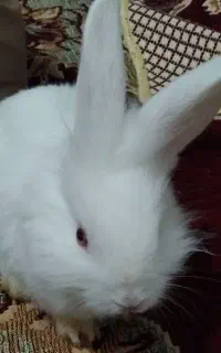 خرگوش لپی به بفروش سالم