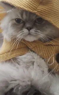 گربه خانگی