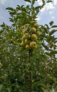 فروش سیب روی درخت (فروشی بەری باغی)