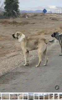 گم‌شدن سگ