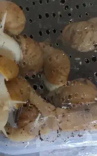 فروش حلزون توافقی