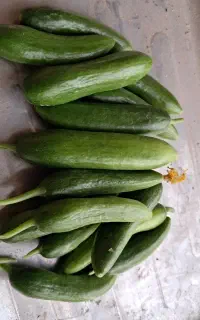 خیار خیار شوری